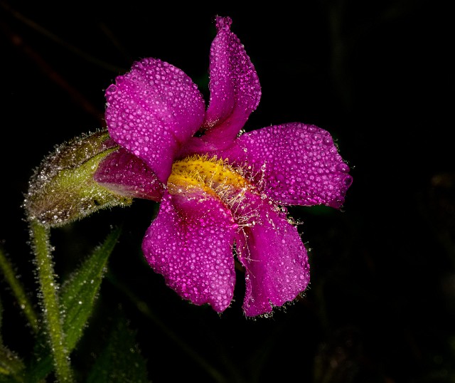 Mimulus lewisii - Lewis's Monkeyflower 19-8170.jpg